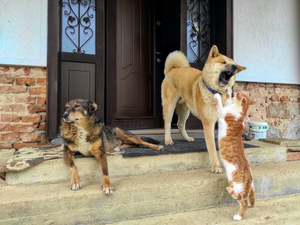 собаки и входная дверь